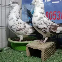 کبوتر خال سرور