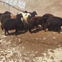 ۱۰راس بره ی نر وماده افشاری