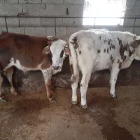 مرکزتهیه گوساله دورگ محلی و گیل دورگ|حیوانات مزرعه|پیشوا, |دیوار