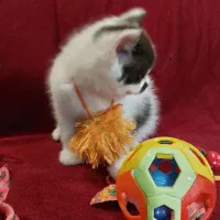 گربه های ملوس و شیطون|گربه|گرگان, |دیوار