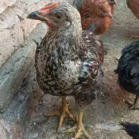 جوجه مرغ و خروس گلپایگانی سالم|حیوانات مزرعه|نیشابور, شهرک رسولی|دیوار