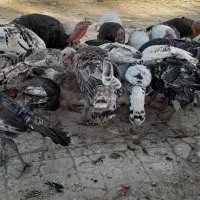 بوقلمون