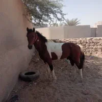 اسب ارام|اسب و تجهیزات اسبسواری|قشم, |دیوار