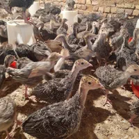 فروش جوجه بوقلمون یک ماهه برنز اینگلیس|حیوانات مزرعه|قزوین, |دیوار