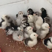 جوجه مرغ گلین