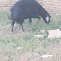حیوانات مزرعه