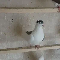 کبوتر پلاس کاکلی ماده|پرنده|قم, باغ کرباسی|دیوار