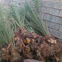 بفروش|حراج|سراوان, |دیوار