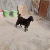 بزغاله شیرمس چاق