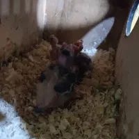 گمشده عروس هلندی