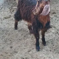 فروش بز و بزغاله|حیوانات مزرعه|قیدار, |دیوار