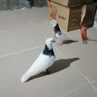فروش یک جفت طوقی پالخت و نر گیج و گره زمینی