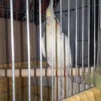 فروشی|پرنده|اشتهارد, |دیوار