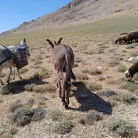 خر نر|حیوانات مزرعه|سردرود, |دیوار