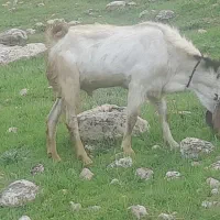 نر بز گلابی