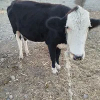 گاو و گوساله