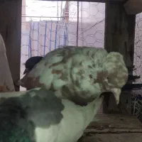 کفتر|پرنده|ابریشم, |دیوار