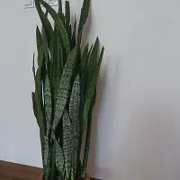 گل سانسوریای بلند پوست ماری شاداب