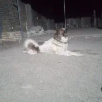 واگذاری یک سفیدوزرد نگهبان باهوش جوان