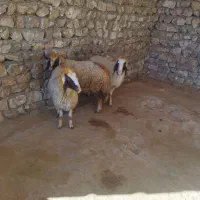 بره ماده|حیوانات مزرعه|اسلام‌‌آباد غرب, |دیوار