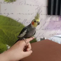 طوطی هلندی|پرنده|سهند, |دیوار