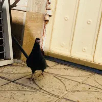 ‌‌پلاکی|پرنده|باسمنج, |دیوار