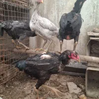 فروش تخم مرغ لاری