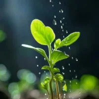 آموزش طب سنتی مزاجشناسی گیاه شناسی  زبانشناسی