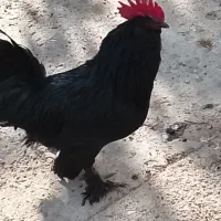 ۳ عدد خروس مرندی سیاه