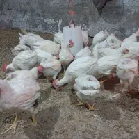 فروش نیمچه خروش