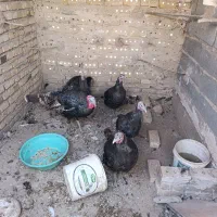 بوقلمون و طاقچه مرغ و خروس