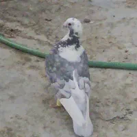 کفتر،ابلغ موشی هوایی