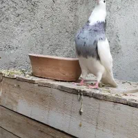 طوقی|پرنده|ایوان, |دیوار