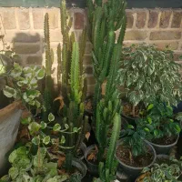 گل افوربیا|گل و گیاه طبیعی|مشکین‌دشت, |دیوار