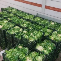 گل کلم|فعالیت داوطلبانه تحقیقاتی|دزفول, |دیوار