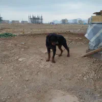 سگ ژرمن و روت وایلر|سگ|کرمانشاه, |دیوار