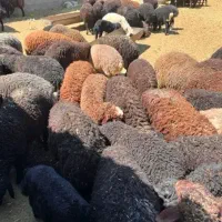 گوسفند،گوساله،بره نر،وزن ۳۰ کیلو تا ۸۰،بدونه واسطه|حیوانات مزرعه|قرچک, داوود آباد|دیوار