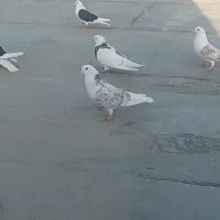 کبوتر دوبال پشتدار|پرنده|مینودشت, |دیوار