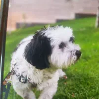 فروش  سگ خانگی تربیت شده