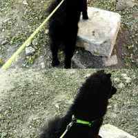 سگ چاو چاو|سگ|کرج, شهرک سهرابیه|دیوار