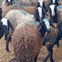 میش بره گوسفند شال در شهر شال