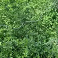 فروش یونجه خشک و سبز محلی