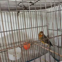 قناری|پرنده|تهران, بیسیم|دیوار