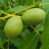 نهال گردو پکان پیوندی