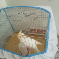 عروس هلندی نر