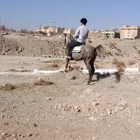 کره مادیان|اسب و تجهیزات اسب‌سواری|بن, |دیوار