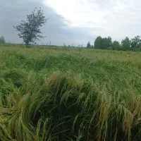 زمین کشاورزی شالیزار برنج|فروش زمین و ملک کلنگی|رودبنه, |دیوار