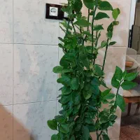 گل زیبای خانگی