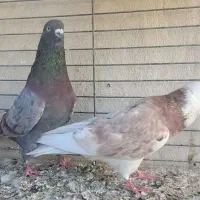 کفتر  سرور|پرنده|یزد, |دیوار