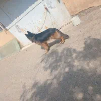 سگ ژرمن|سگ|مشکین‌دشت, |دیوار